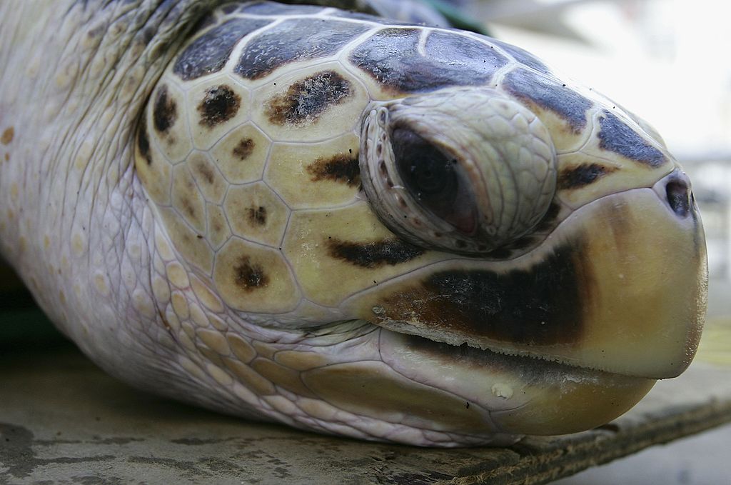 Is This the Biggest Turtle You've Ever Seen?