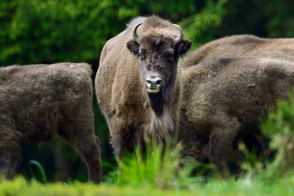 Woman Gets Pants Ripped Off During Violent Buffalo Encounter