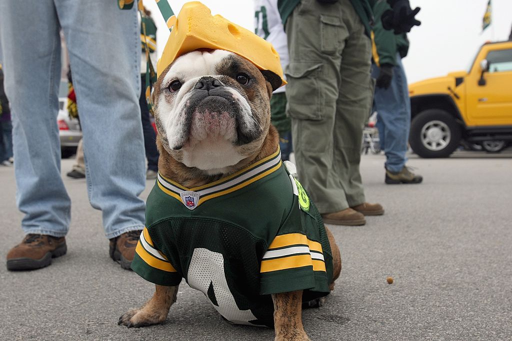 Cute English Bulldog wearing Green Bay Packers Cheesehead. One good reason to visit Green Bay